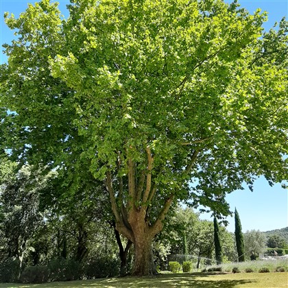 Gardien de la propriété arbre, platane, Provence